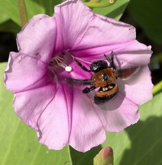 Xylocopa lateritia
