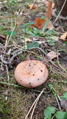 Lactarius scrobiculatus