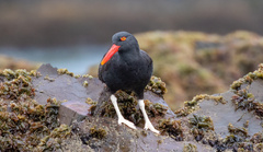 Haematopus ater