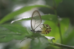 Haetera piera