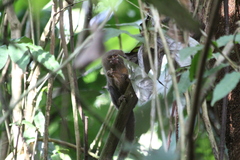 Cebuella pygmaea