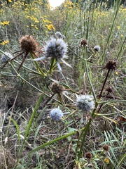 Eryngium integrifolium