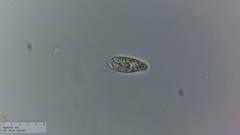 Cryptista