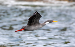 Poikilocarbo gaimardi