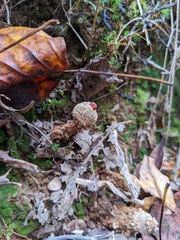 Calostoma
