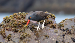 Haematopus ater