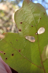 Neuroterus tantulus