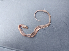 Nerodia clarkii compressicauda