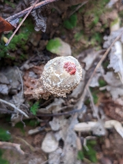 Calostoma