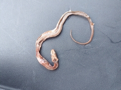 Nerodia clarkii compressicauda