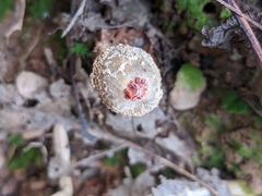 Calostoma