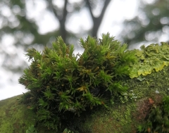Orthotrichum diaphanum