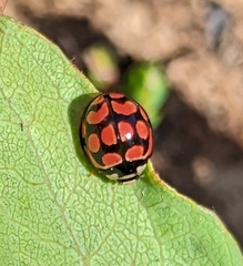 Cheilomenes lunata