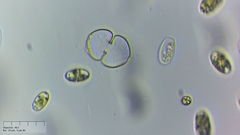 Cosmarium