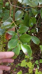 Psidium cattleyanum