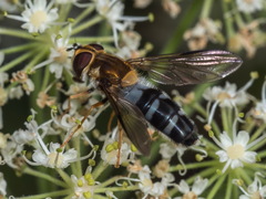 Leucozona glaucia