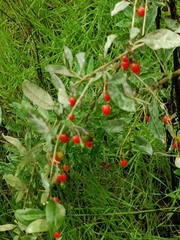 Lycium barbarum