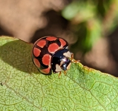 Cheilomenes lunata