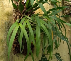 Prosthechea fragrans
