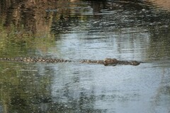 Crocodylus niloticus