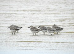 Calidris tenuirostris