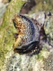 Arion distinctus