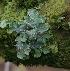 Punctelia jeckeri