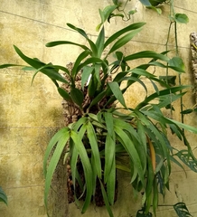 Prosthechea fragrans