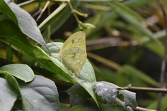 Phoebis neocypris