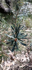 Banksia collina