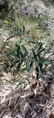 Banksia collina