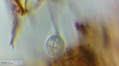 Sessilida