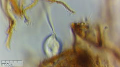 Sessilida