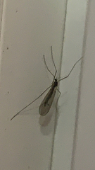 Trichocera