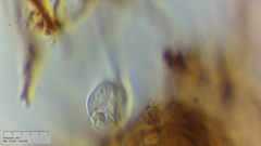 Sessilida