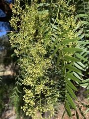 Schinus molle