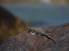 Microlophus atacamensis