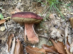 Boletus pinophilus