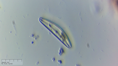 Cymbella