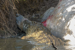 Crocodylus niloticus