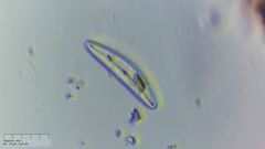 Cymbella