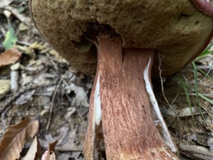 Boletus pinophilus