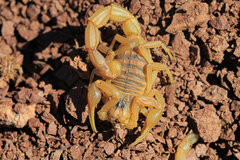 Buthus occitanus