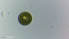 Lepocinclis salina