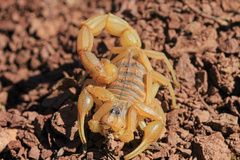 Buthus occitanus