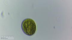 Lepocinclis salina