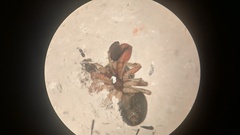 Harmochirus brachiatus