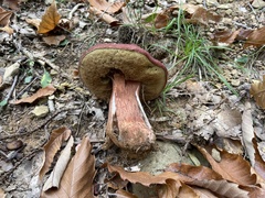 Boletus pinophilus