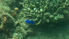 Pomacentrus coelestis