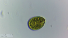 Lepocinclis salina